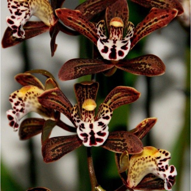 Cymbidium Magic Chocolate