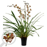 Carica l&#39;immagine nel visualizzatore Galleria, Cymbidium Magic Chocolate

