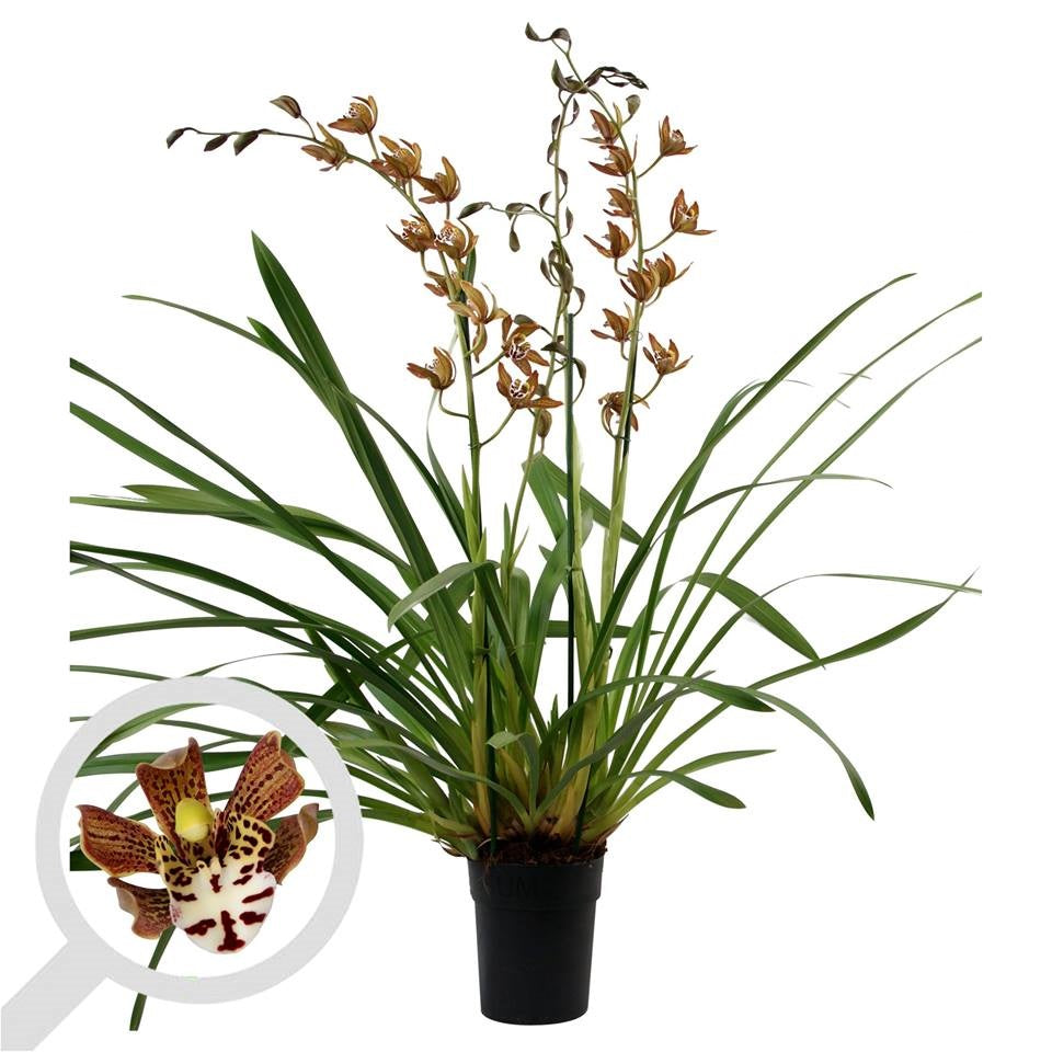 Cymbidium Magic Chocolate