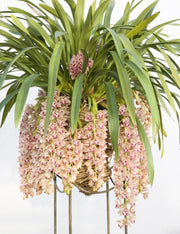 Cymbidium Mary Green 