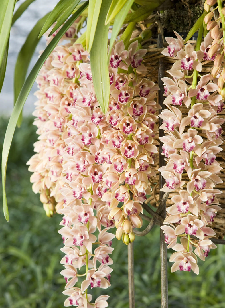 Cymbidium Mary Green "Springwind"
