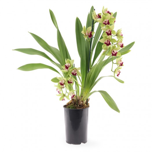 Cymbidium Pearl Dawson 'Procyon'