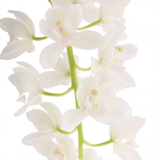 Cymbidium Sarah Jean 'Ice Cascade'
