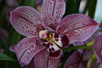 Load image into Gallery viewer, Cymbidium Spotted Leopard &#39;Royale&#39;
