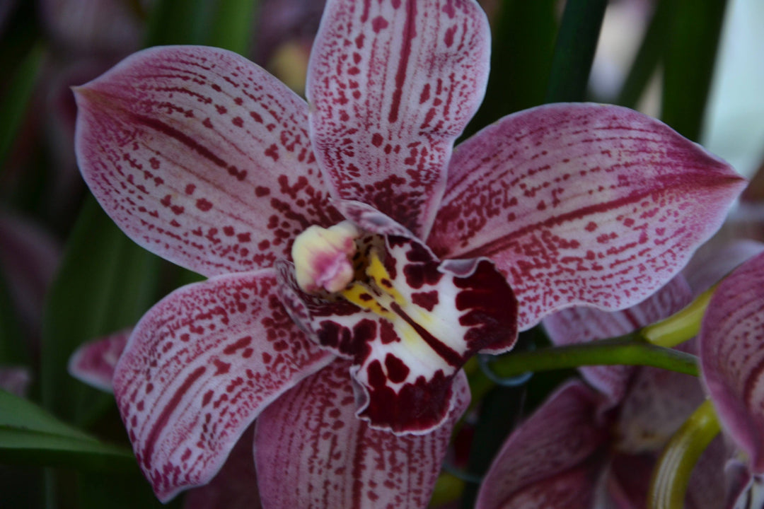 Cymbidium Spotted Leopard 'Royale'