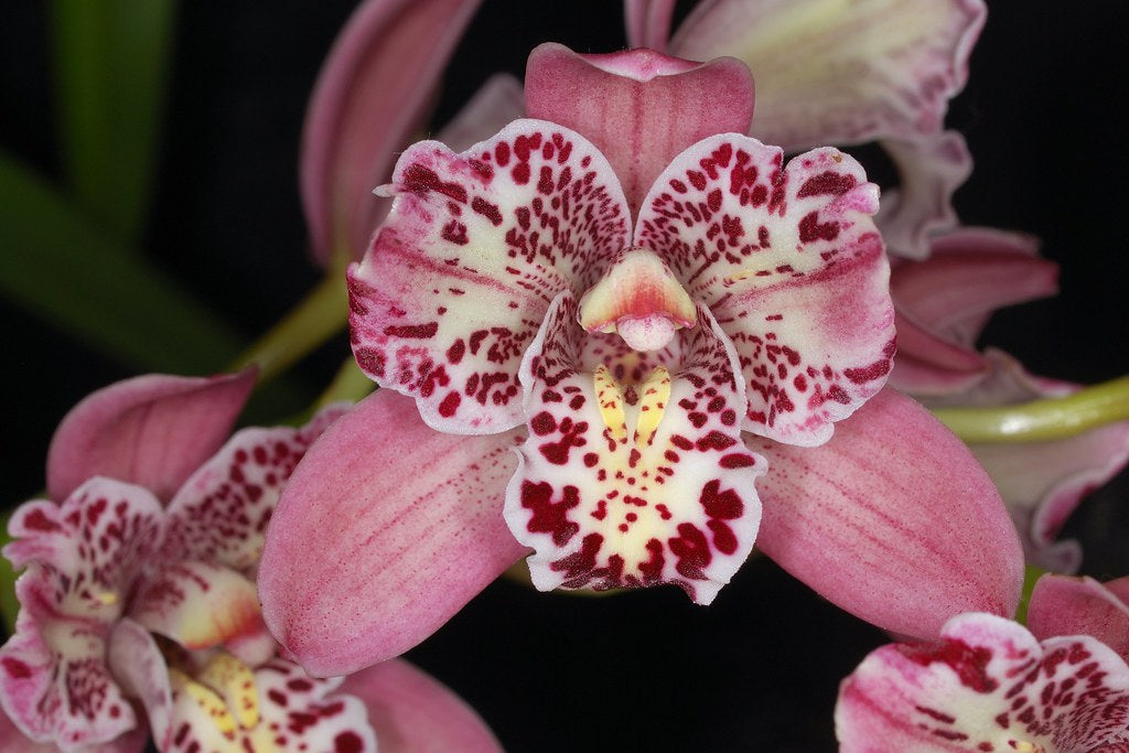 Cymbidium Strathdon 'Cooksbridge Fantasy' - Peloric