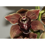 Load image into Gallery viewer, Cymbidium Vienna Flor
