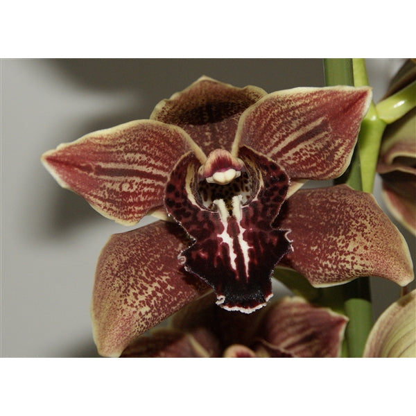 Cymbidium Vienna Flor