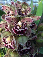 Carica l&#39;immagine nel visualizzatore Galleria, Cymbidium Vogel`s Magic
