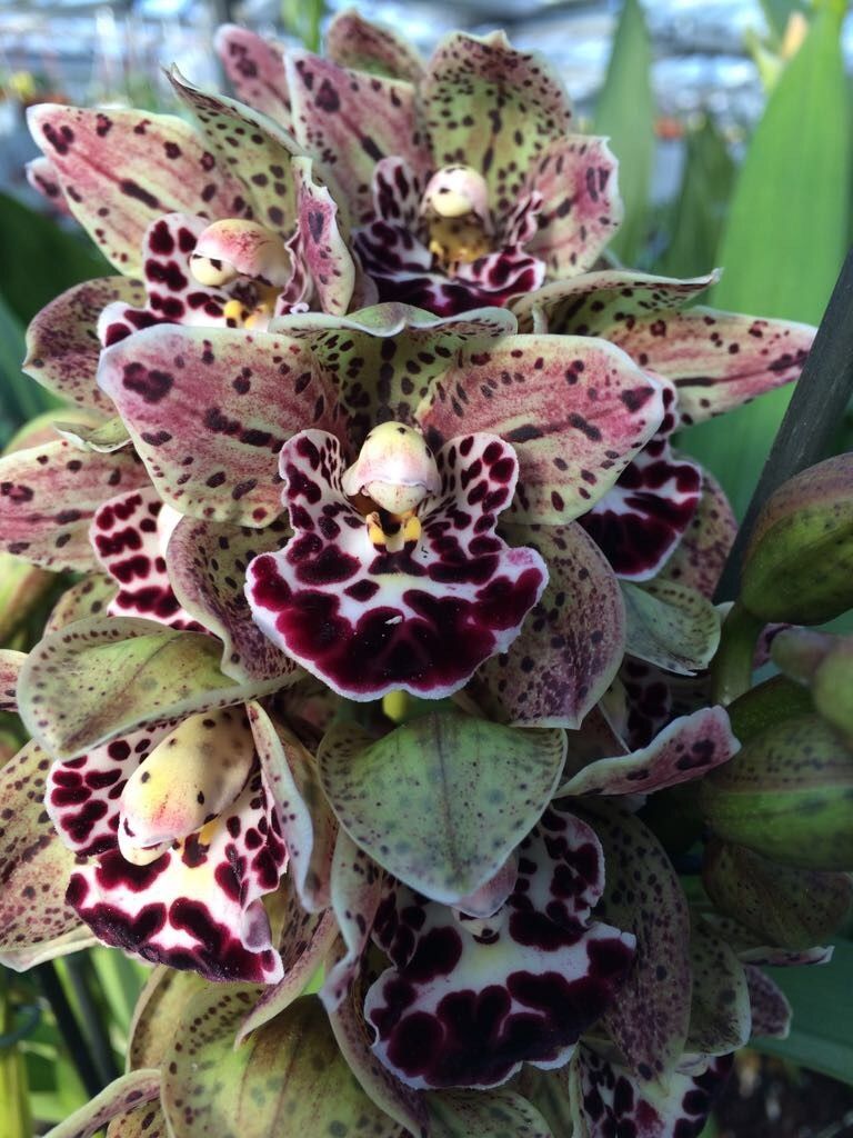 Cymbidium Vogel`s Magic