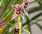 Carica l&#39;immagine nel visualizzatore Galleria, Cymbidium dayanum
