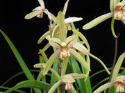 Cymbidium ensifolium 'Four Season'