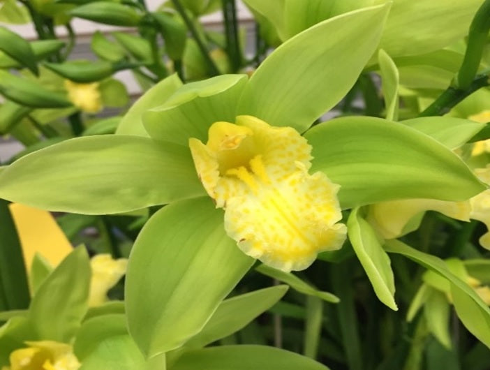 Cymbidium lowianum f. concolor