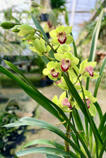 Load image into Gallery viewer, Cymbidium Grinch

