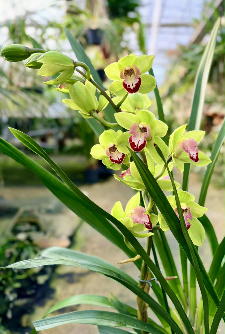 Cymbidium Grinch