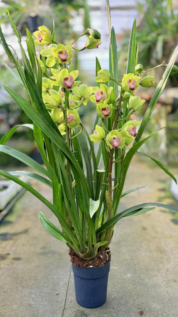 Cymbidium Grinch