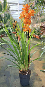 Carica l&#39;immagine nel visualizzatore Galleria, Cymbidium Warm Orange
