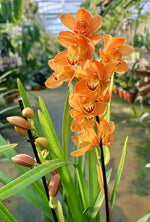 Carica l&#39;immagine nel visualizzatore Galleria, Cymbidium Warm Orange
