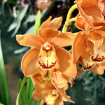 Carica l&#39;immagine nel visualizzatore Galleria, Cymbidium Warm Orange
