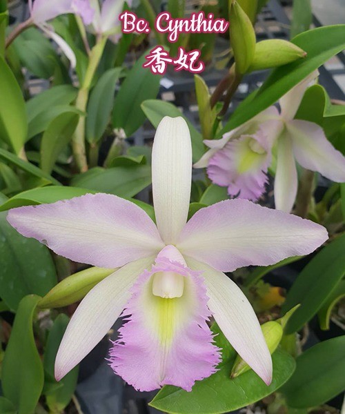 Brassocattleya Cynthia (B. digbyana x C. walkeriana)