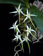 Load image into Gallery viewer, Cyrtorchis arquata
