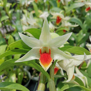 Dendrobium Hsinying Frostmaree x Dendrobium tobaense 'Giant'