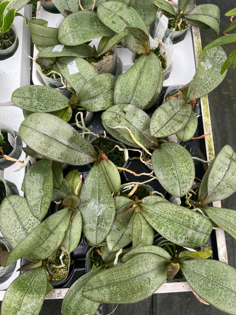 Phalaenopsis Bronze Maiden (schilleriana x mannii 'Black' ) 'Venus Perfume'