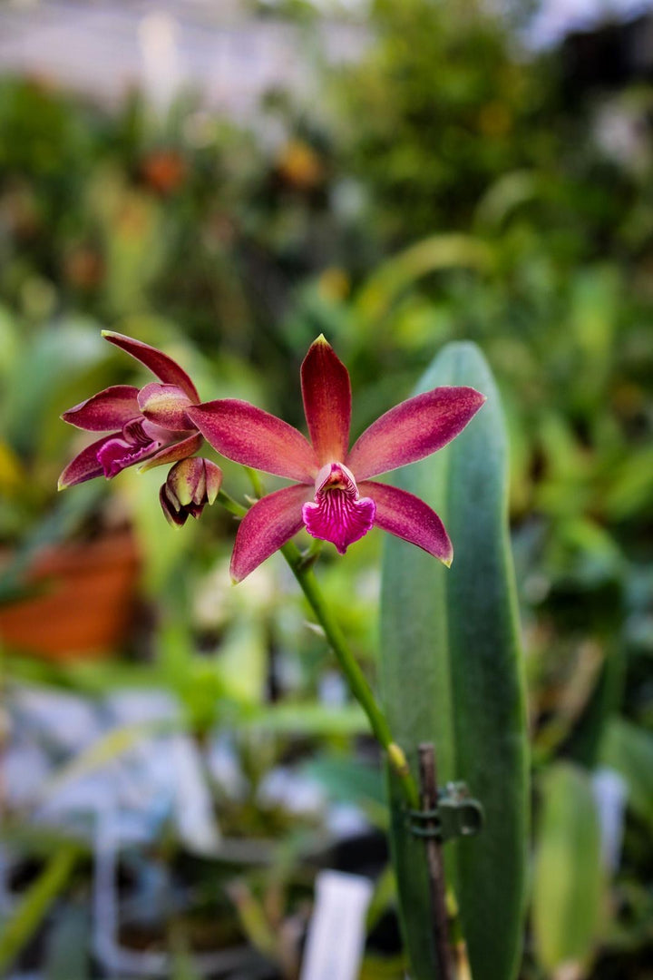 Enantleya Circus Lady (Ctt. Trick or Treat x E. correllii)