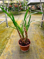 Load image into Gallery viewer, Grammatophyllum speciosum