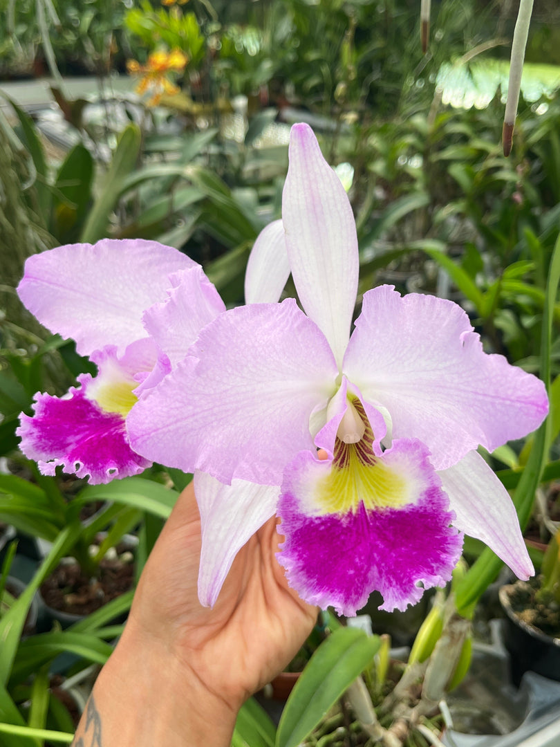 Cattleya gaskelliana var. alba x Hardyana var. semi alba