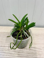 Carica l'immagine nel visualizzatore Galleria, Neofinetia falcata 'Hwangok' 황옥 黃玉 - BIG