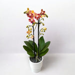 Carica l'immagine nel visualizzatore Galleria, Phalaenopsis Chingruey's Goldstaff - Peloric