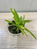 Carica l'immagine nel visualizzatore Galleria, Neofinetia falcata 'Hanagoromo' 花衣 - BIG