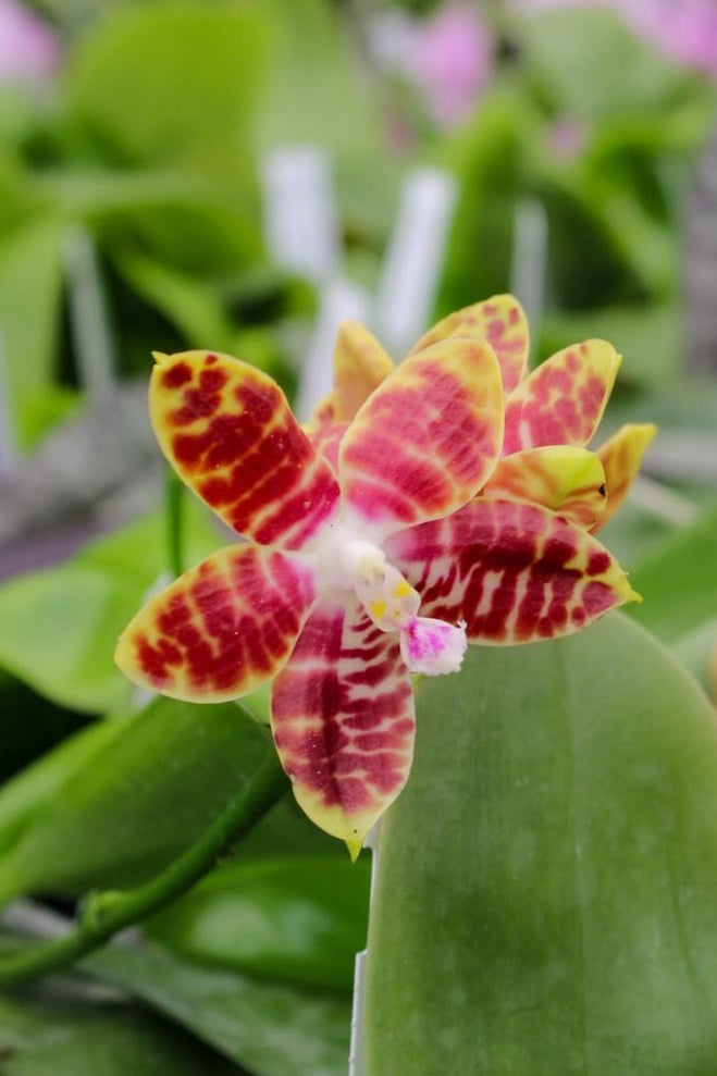 Phalaenopsis Tetrasambo (Phal. amboinensis x Phal. tetraspis)
