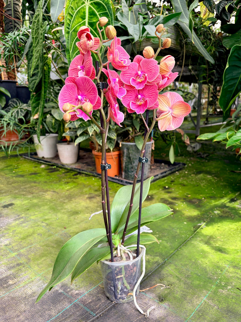 Phalaenopsis Lianher Golden Cheese - Big Lip