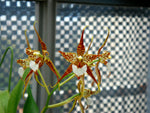 Carica l'immagine nel visualizzatore Galleria, Rhynchostele cordata (syn. Lemboglossum cordatum)