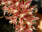 Load image into Gallery viewer, Macradenia multiflora