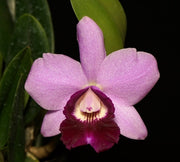 Cattleya Aloha Case x L. dayana
