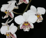 Carica l&#39;immagine nel visualizzatore Galleria, Phalaenopsis stuartiana
