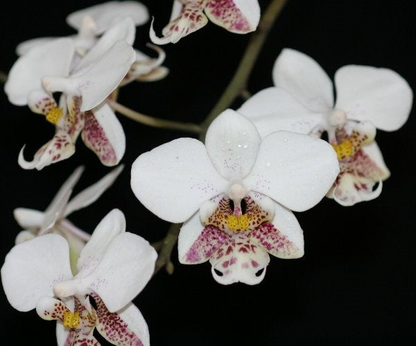Phalaenopsis stuartiana