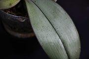 Phalaenopsis Bronze Maiden (schilleriana x mannii 'Black' )
