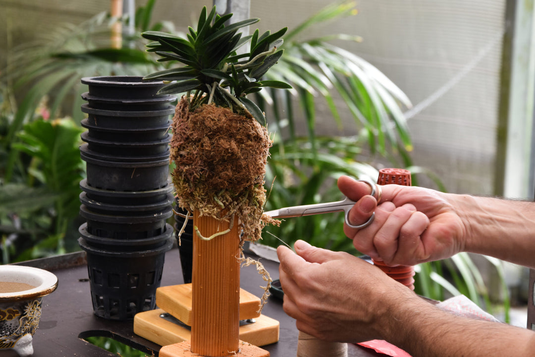 Supporto rotante per il rinvaso delle Neofinetia