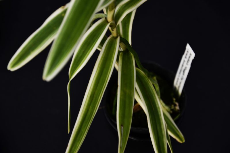 Arachnis Maggie Oei (variegata)