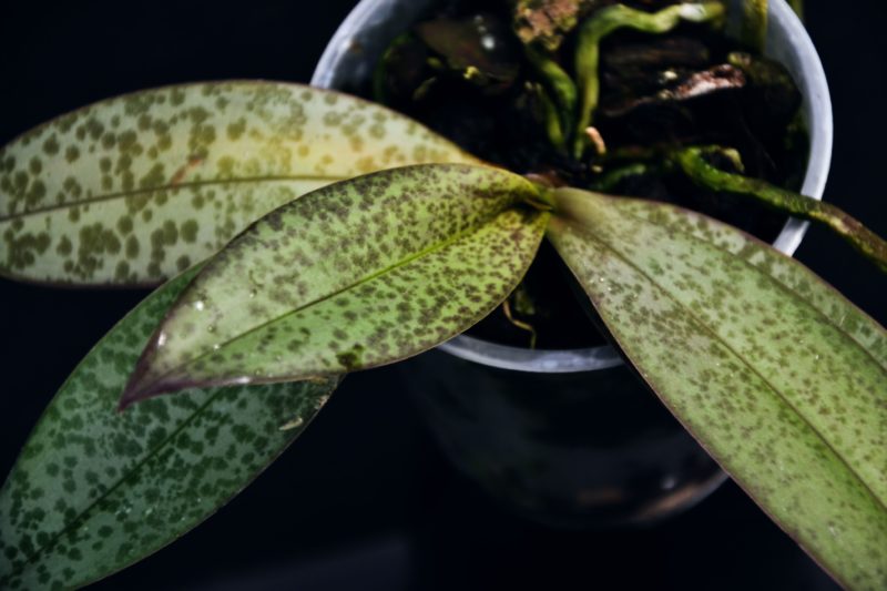 Phalaenopsis lindenii