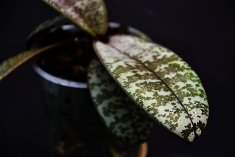 Phalaenopsis schilleriana (wild Mindoro x Ten Shin No. 1 (4n))