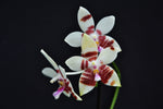 Carica l&#39;immagine nel visualizzatore Galleria, Phalaenopsis Tetrasambo (Phal. amboinensis x Phal. tetraspis)
