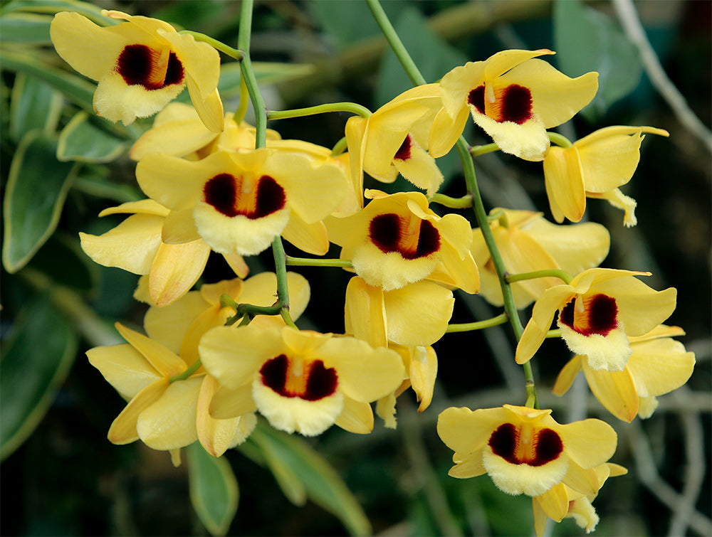 Dendrobium Gatton Sunray (Den. pulchellum x Den. Illustre)