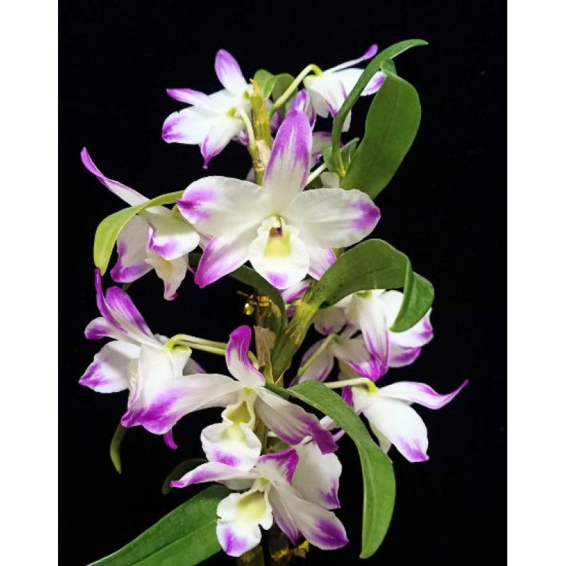 Dendrobium sea Sky Silk