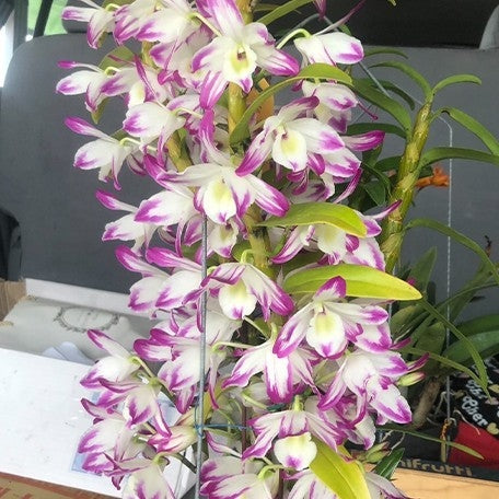 Dendrobium sea Sky Silk