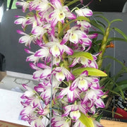 Dendrobium Sea Sky 'Silk'